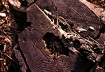 old wood